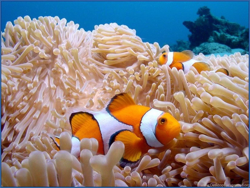 Saltwater Fish Wallpapers   House Designs Ideas