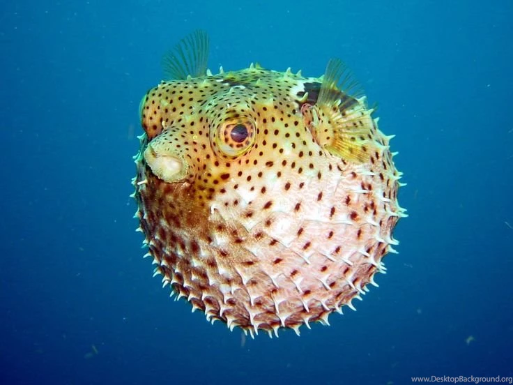 Puffer Fish