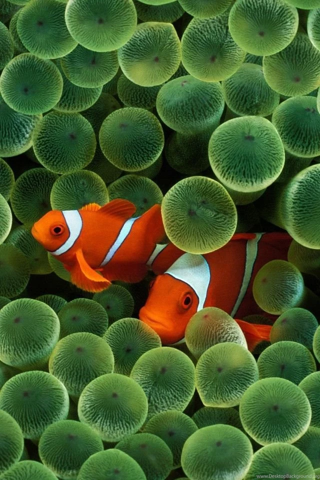 Clownfish: The Most Popular Fish Under The Sea
