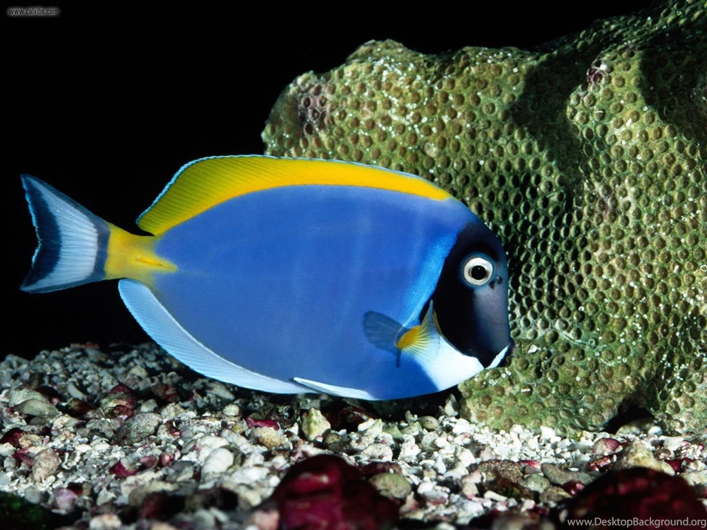 Animals: Powder Blue Tang, Desktop Wallpapers Nr. 20061