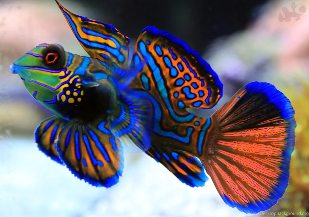 Seven Of The Most Beautiful Creatures Of The Sea
