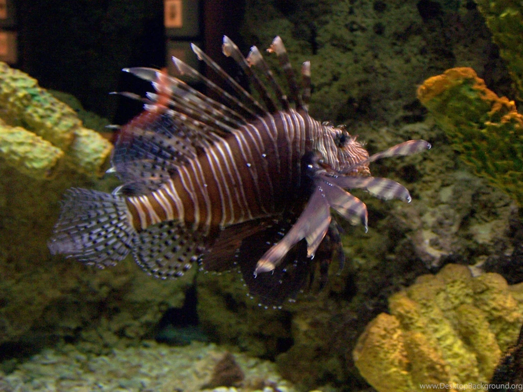 Saltwater Fish