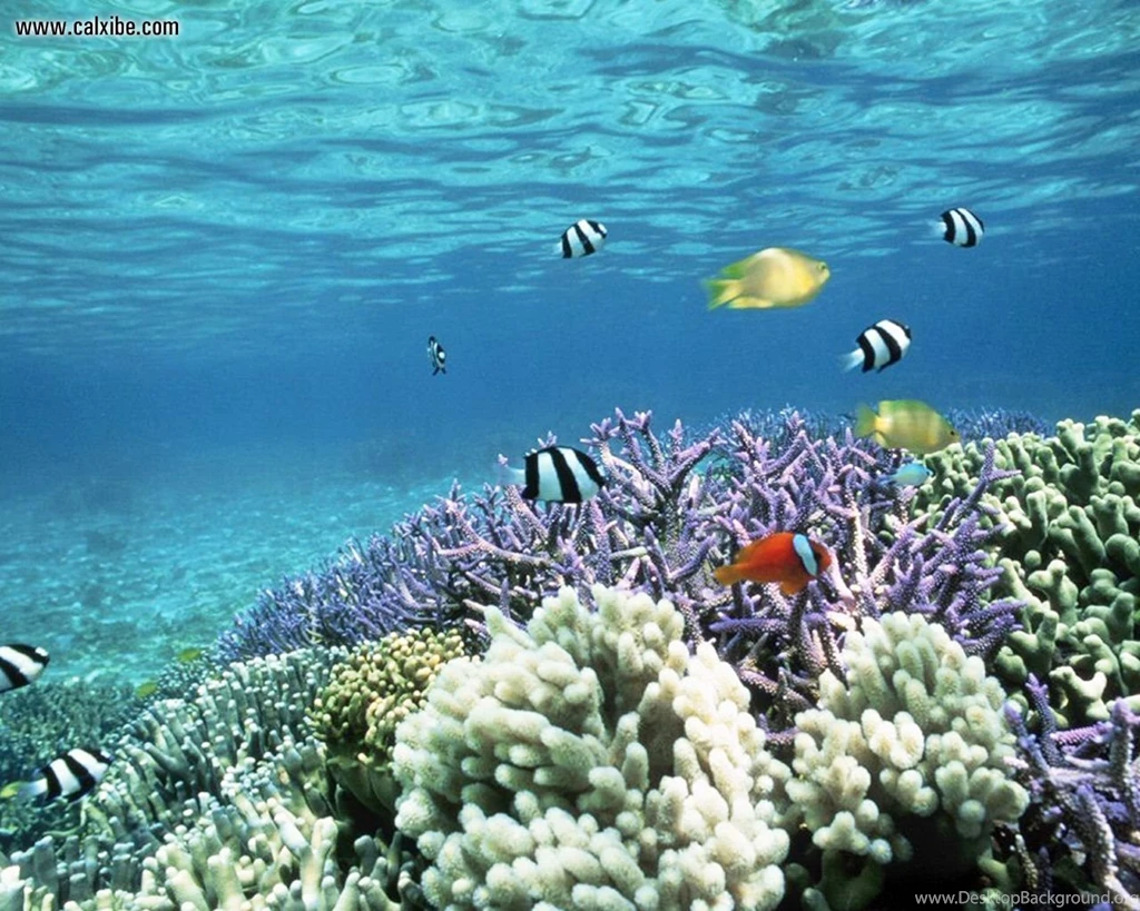 Nature: Tropical Fish, Picture Nr. 8319