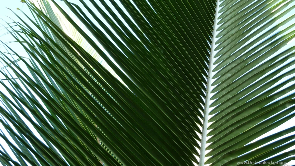 MLeWallpapers.com   Overlapping Palm Fronds