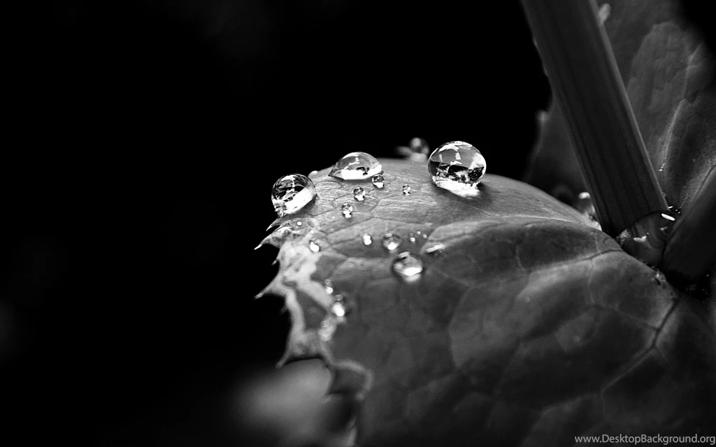 Black White Water Drops