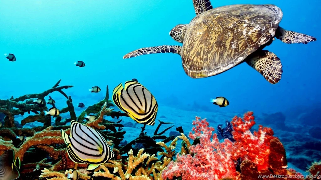 High Resolution Colorful Nature Coral Reef Wallpapers HD 11 Full ...
