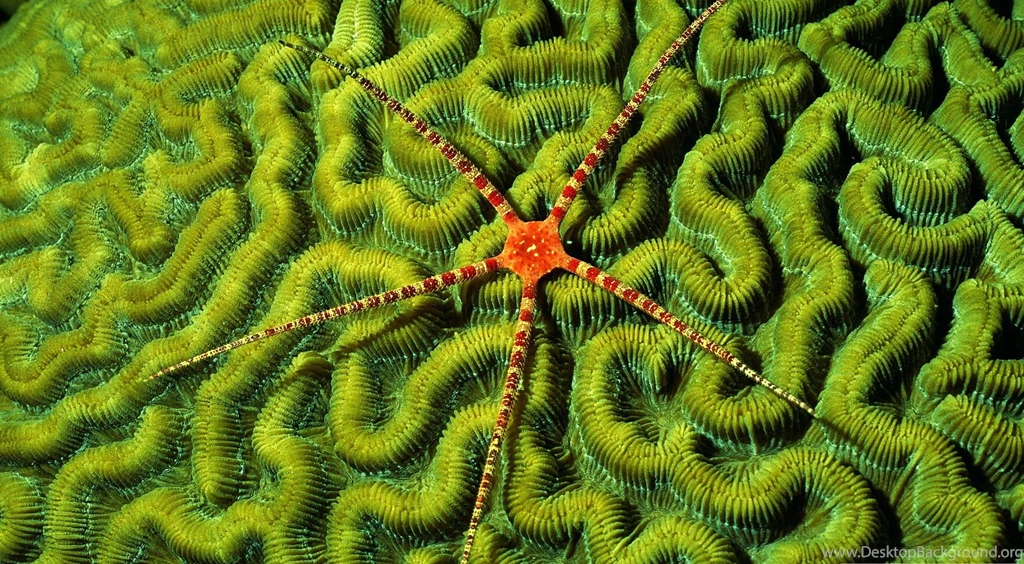 Coral Reef Wallpapers