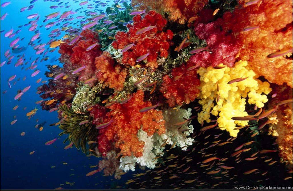 Coral Reefs Wallpapers: Glorious Coral Reef Fish Ocean Desktop ...