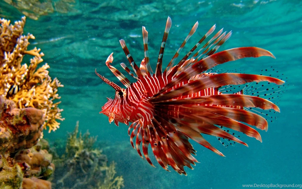 Lionfish Coral Reef