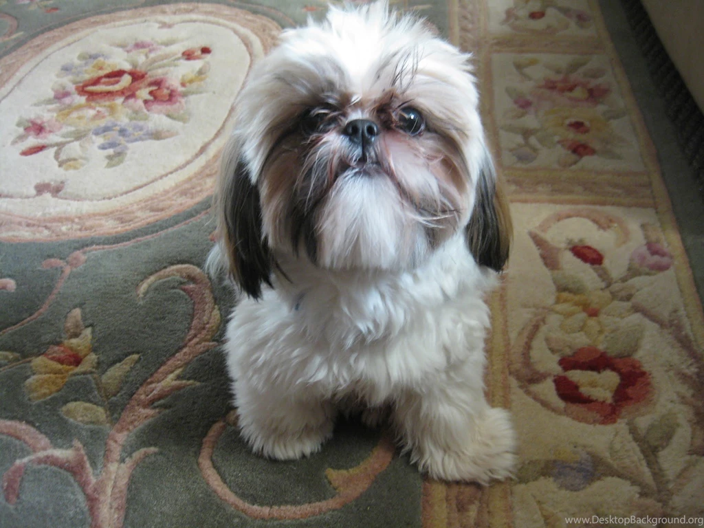 Beautiful Screensavers Site: Free Shih Tzu Screensaver