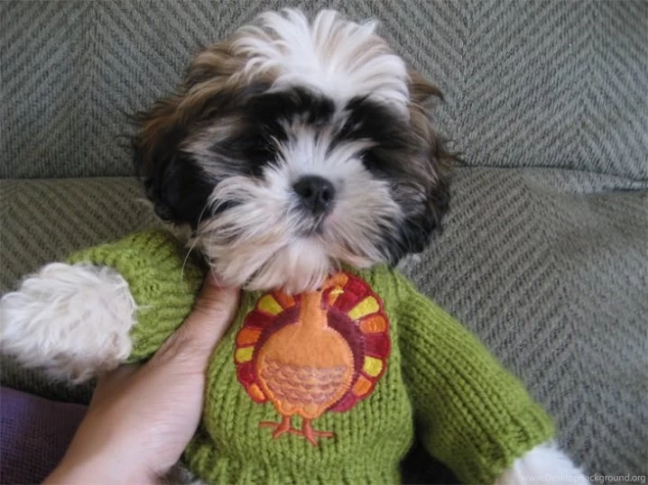 Shih Tzu Rescue 28 Free Hd Wallpapers DogBreedsWallpapers.com