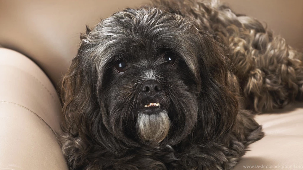 Cute Shih Tzu Wallpapers Sofa Image Room Picture