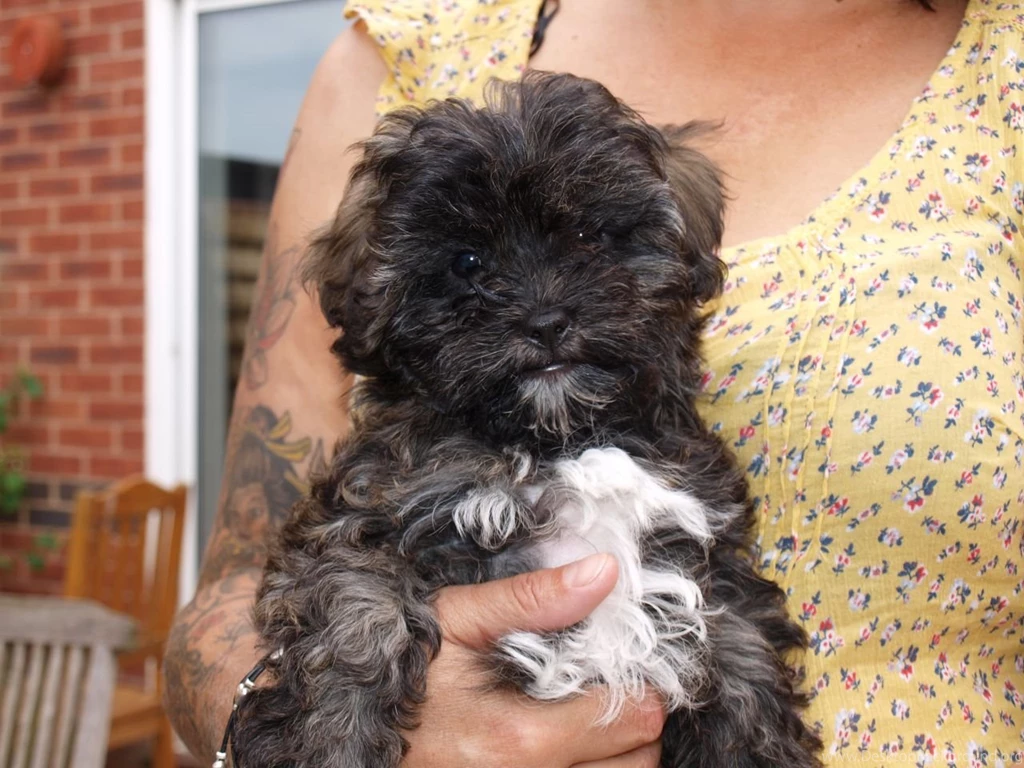 Shih Tzu And Poodle Puppies 7 Free Hd Wallpapers ...
