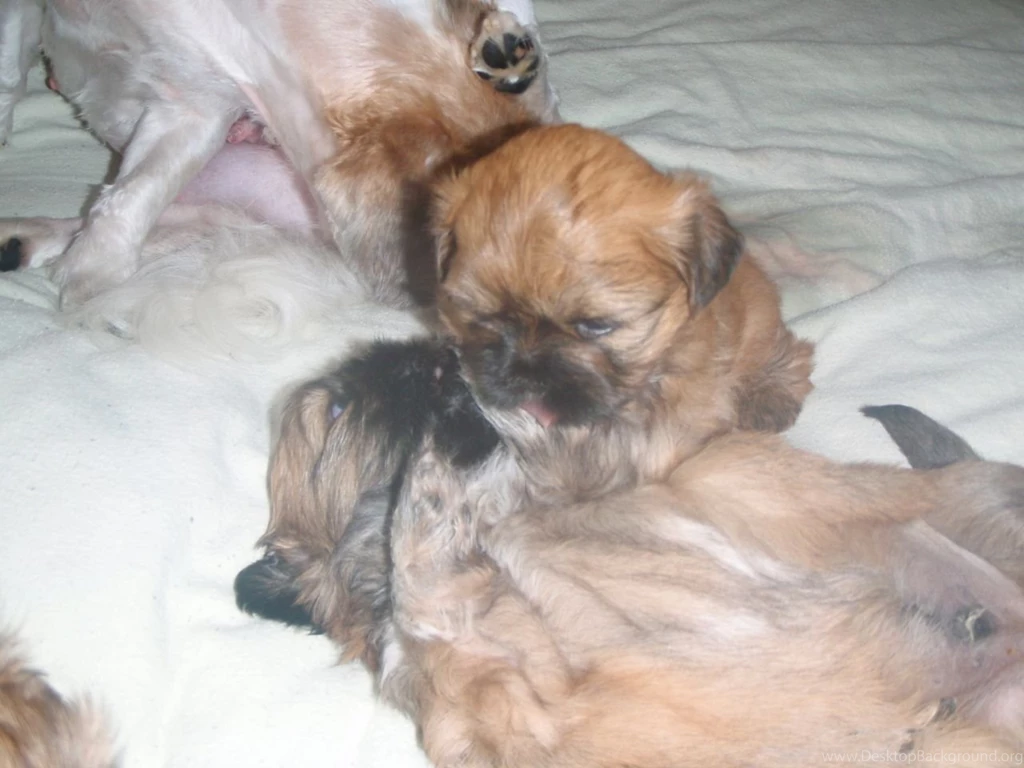Free Teacup Shih Tzu Puppies 19 Free Hd Wallpapers ...