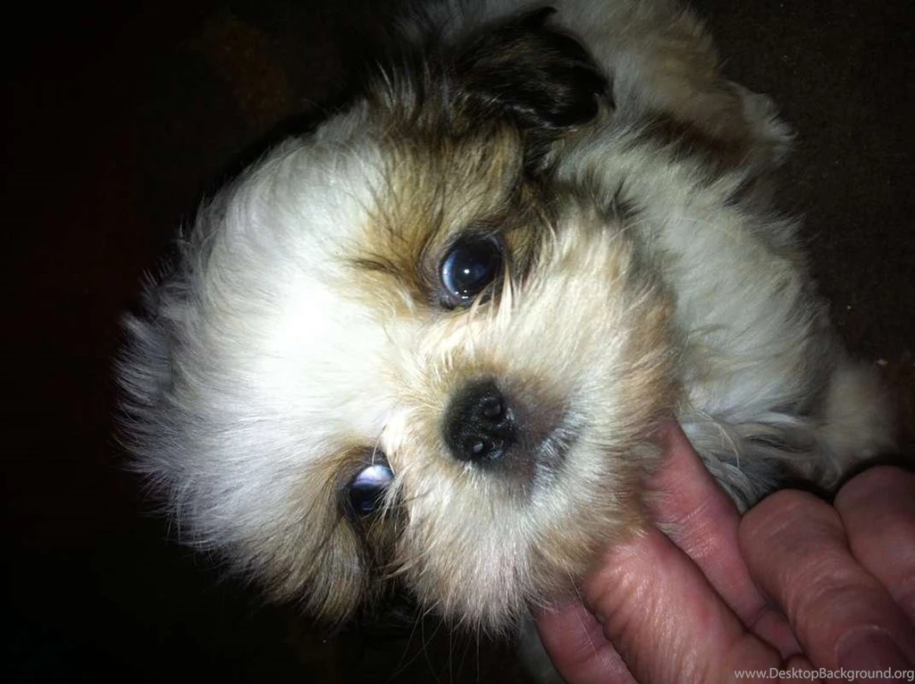 Bichon Frise And Shih Tzu Mix Puppies 13 Free Wallpapers ...