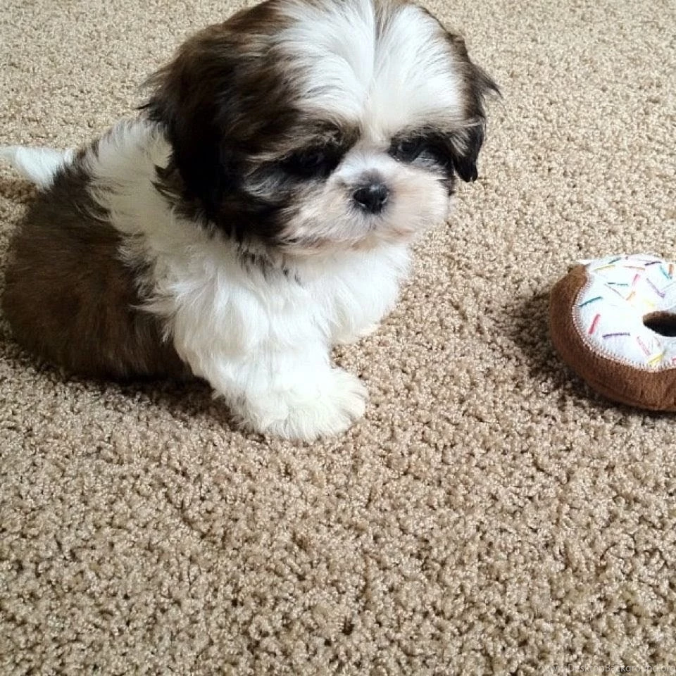 Shih Tzu Wallpapers HD Download