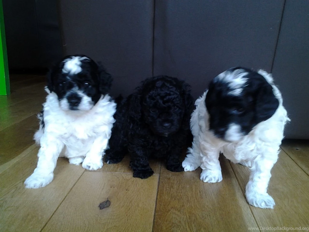 Poodle And Shih Tzu Mix 30 Free Hd Wallpapers DogBreedsWallpapers.com