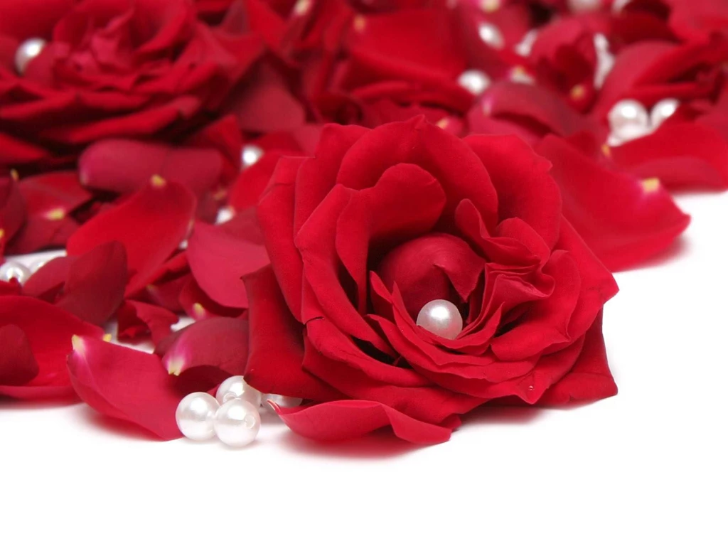 Wallpapers White Flowers Sweet Red Rose Images All Send Ments ...