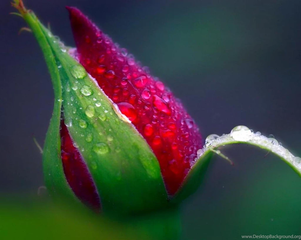 Red Rose Bud Wallpapers   (
