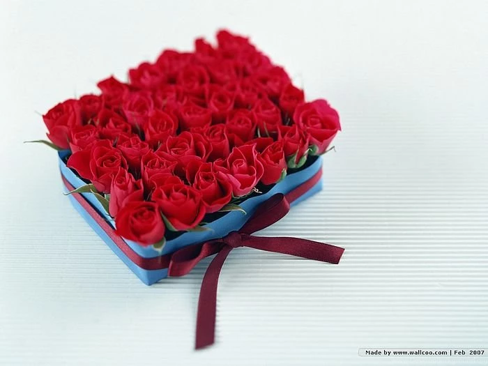 Valentine's Day Wallpapers   Red Rose Flowers 3   Wallcoo.net
