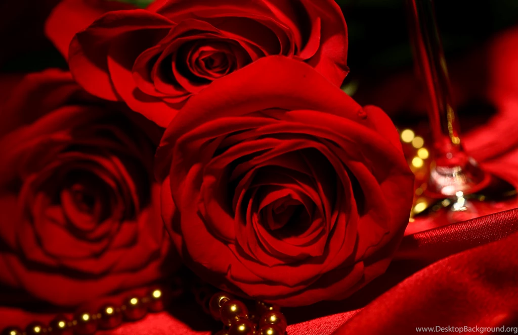 Red Rose Wallpapers Collection (38+)