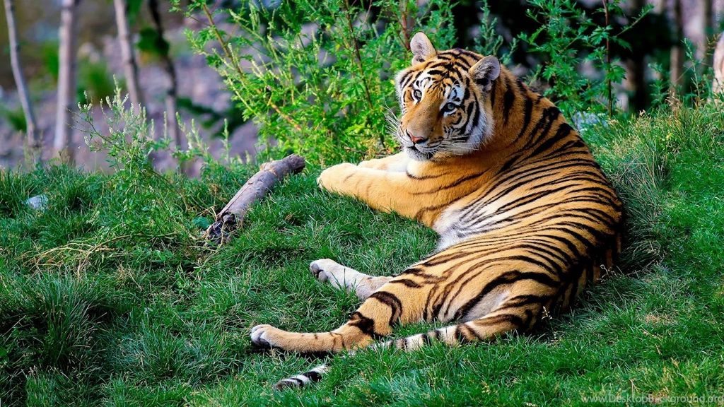 High Quality Tiger Beautiful Wallpapers   BestePics