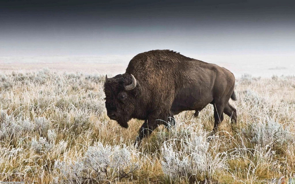 Bison Wallpapers