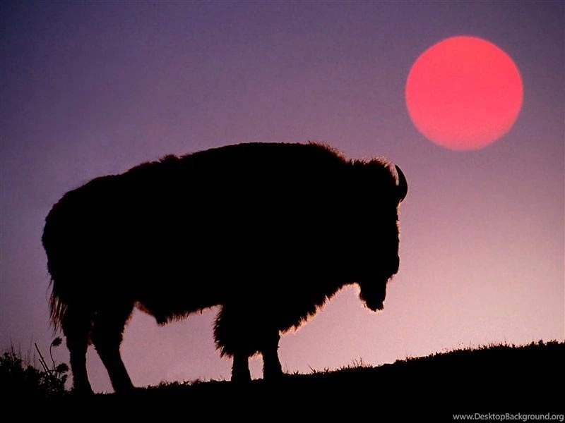 Bison Wallpapers   Animals Town