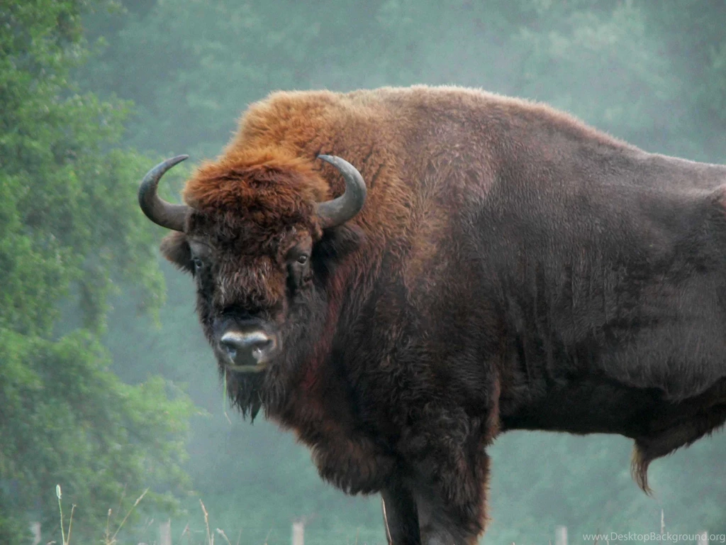 Bison Wallpapers