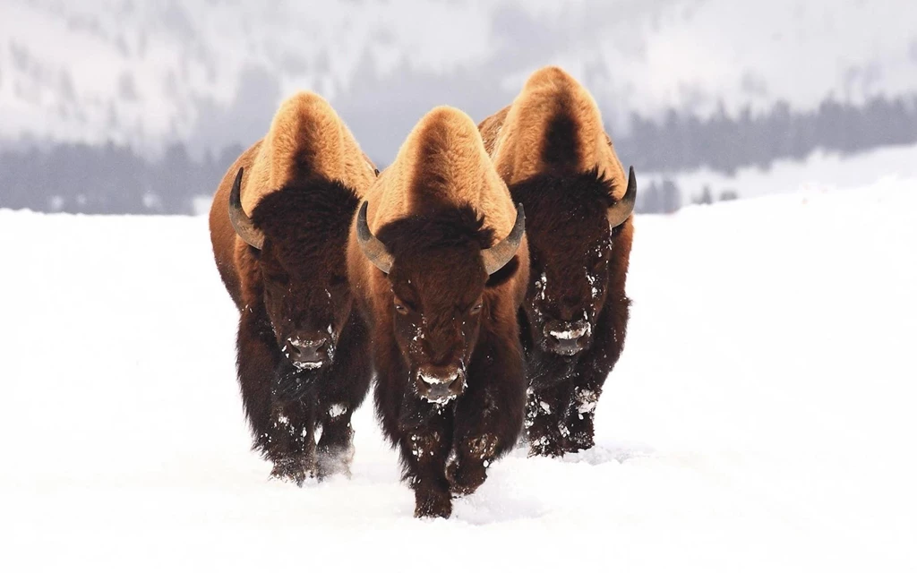 Bison Herd Snow Wallpaper.