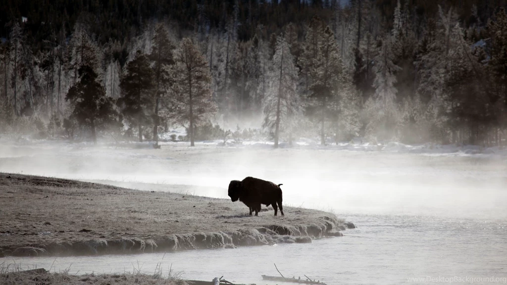 41 American Bison HD Wallpapers