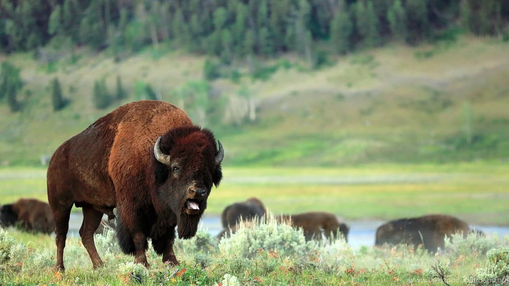 Bison Wallpapers