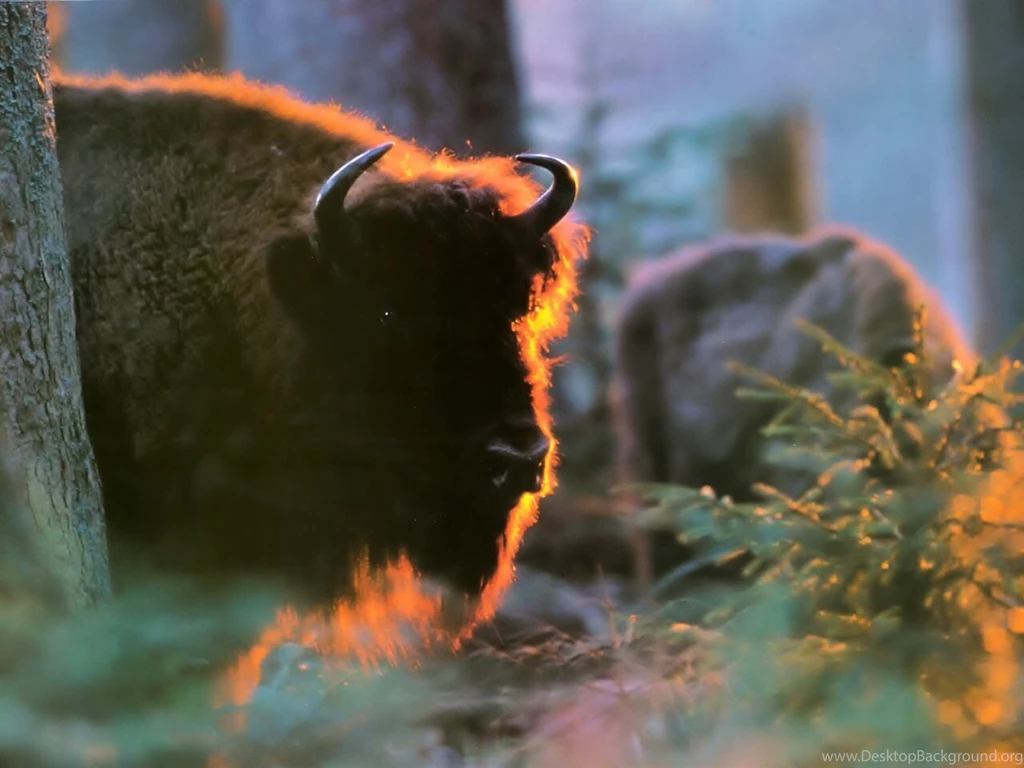 Bison HD Wallpapers