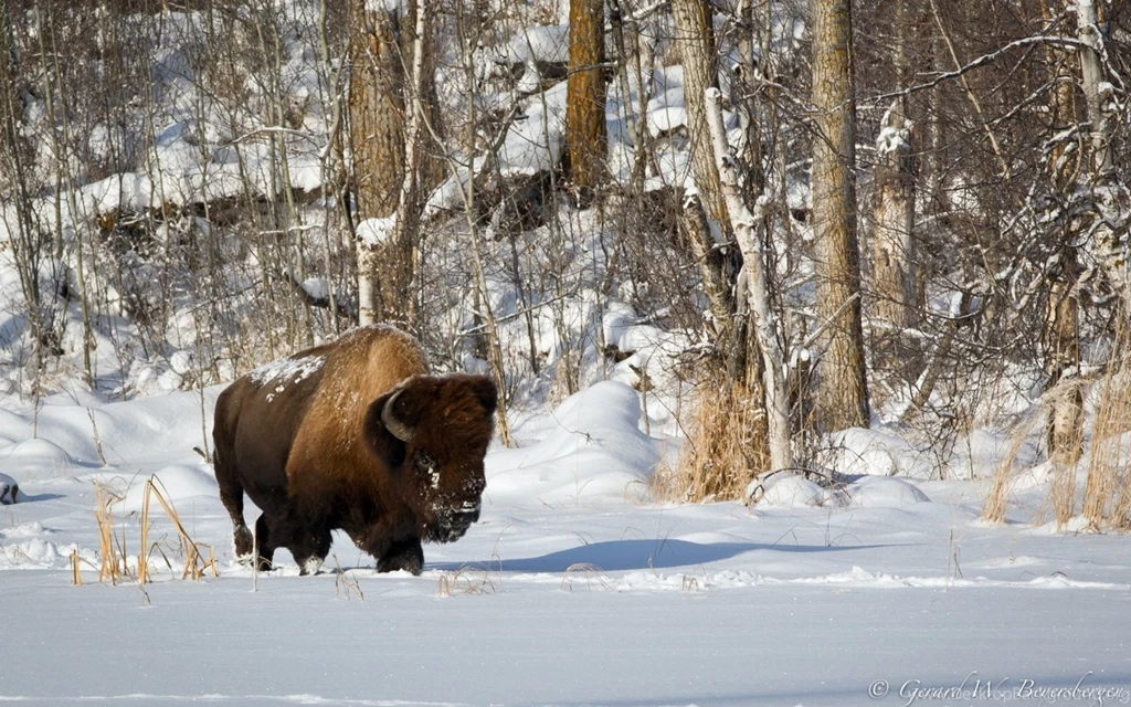 American Bison Wallpapers