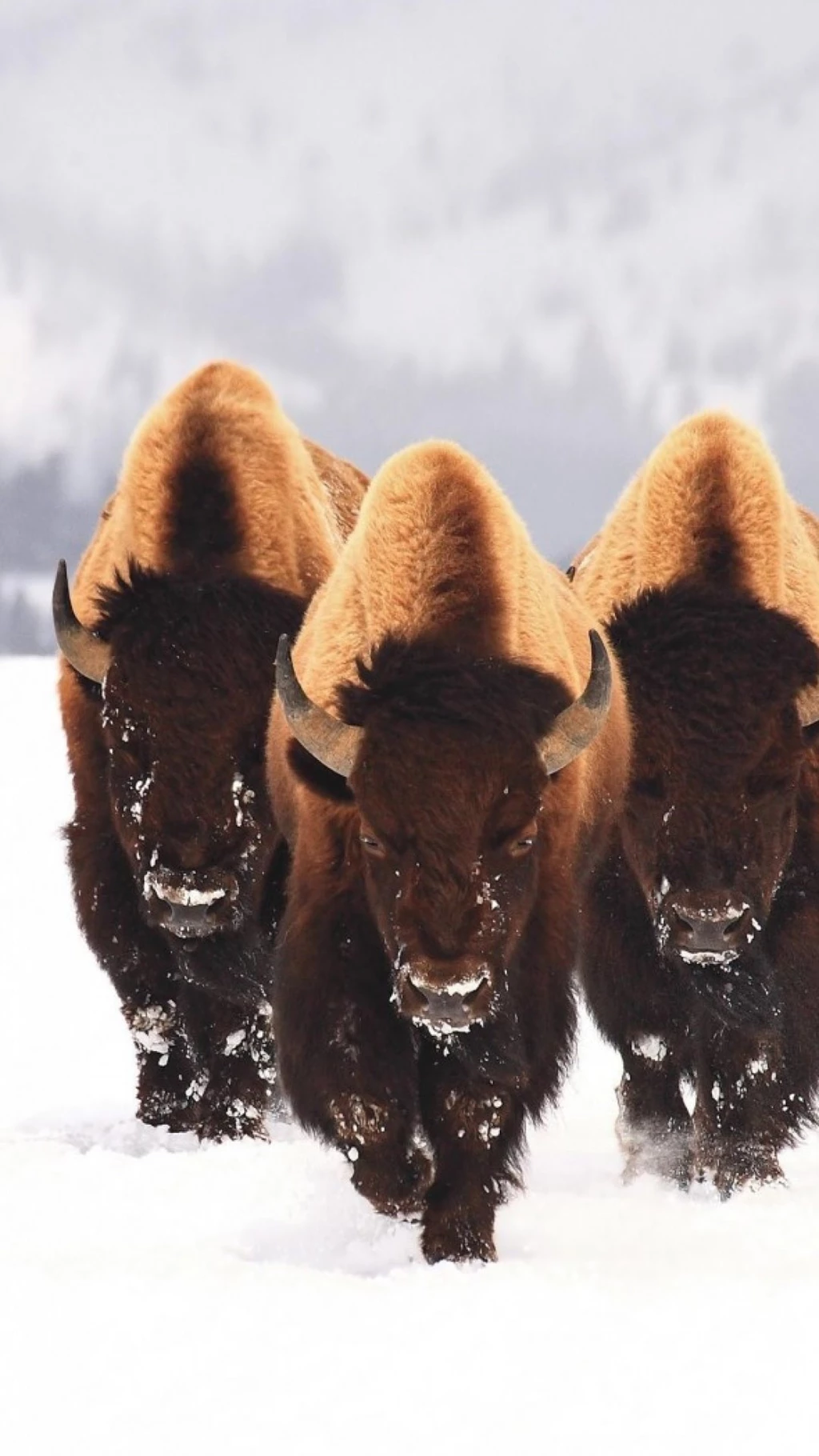 Sony Xperia Z1, ZL, Z, Samsung Galaxy S4, HTC One Bison Wallpapers ...