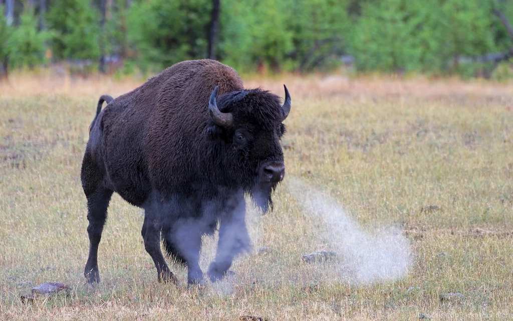 American Bison Wallpapers, Images, Photos, Pictures & Pics