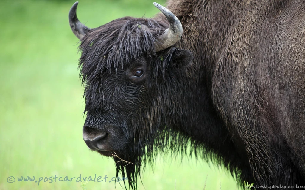 Bison