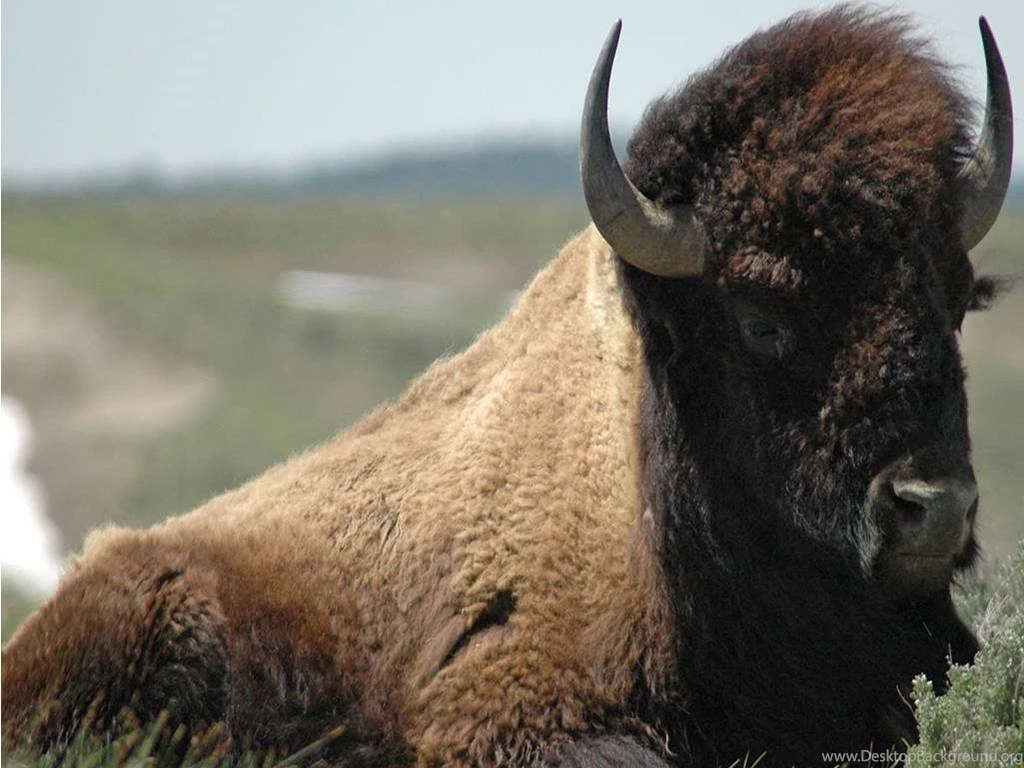 Bison HD Wallpapers   Download Free HD Wallpapers & Backgrounds ...