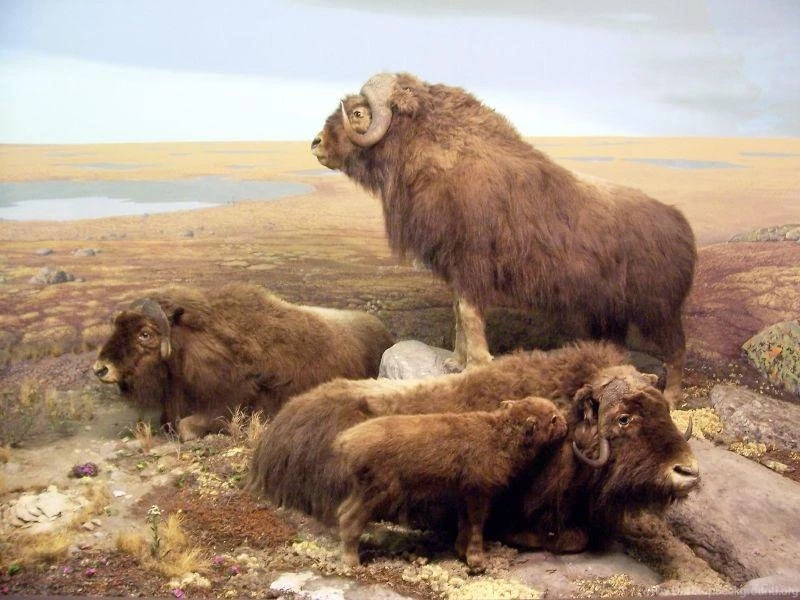 Buffalo Bison   (