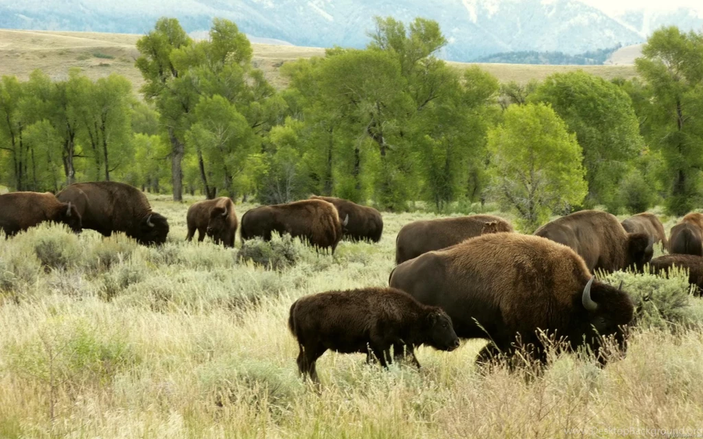 MLeWallpapers.com   Wyoming Bison
