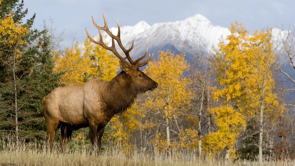 Deer 1920x1080 Wallpapers,Others 1920x1080 Wallpapers & Pictures ...