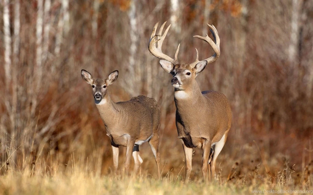 Deer Backgrounds Pictures Wallpapers Cave