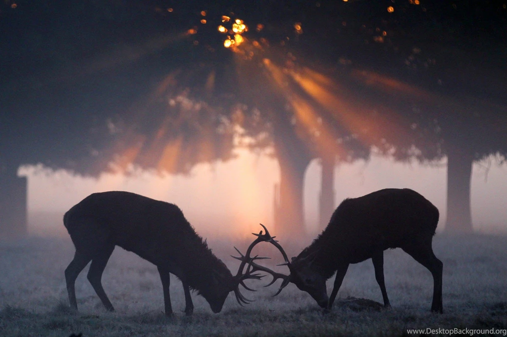 Deer Animal Wallpapers HD
