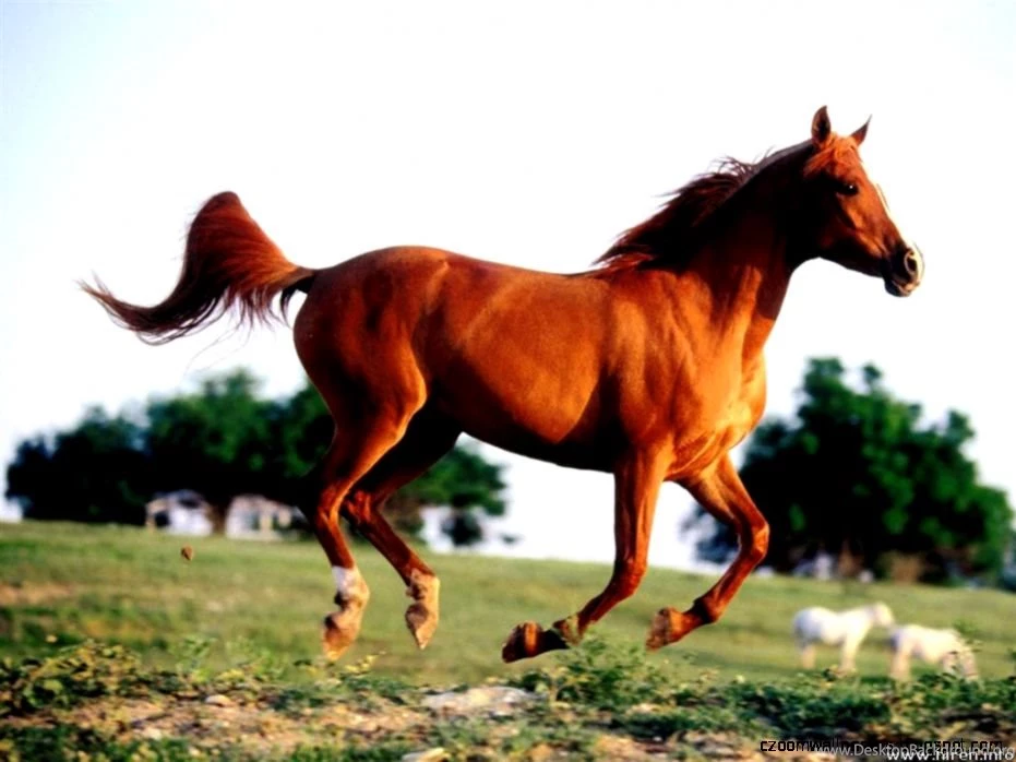Arabian Horse Desktop Image Best Horse Hd Wallpapers For ...