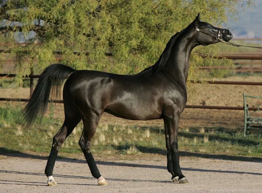 Arabian Horse HD Wallpapers For Mac 2449 Amazing Wallpaperz