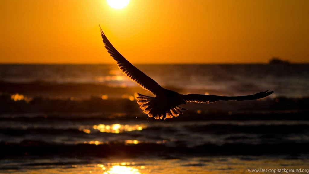 Flying Birds Hd Wallpapers