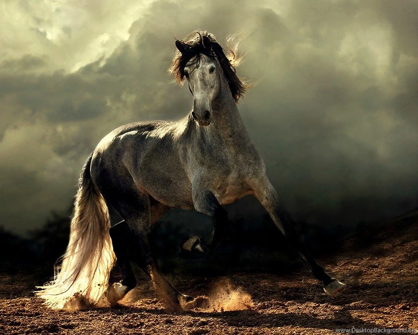 Arabian Horse