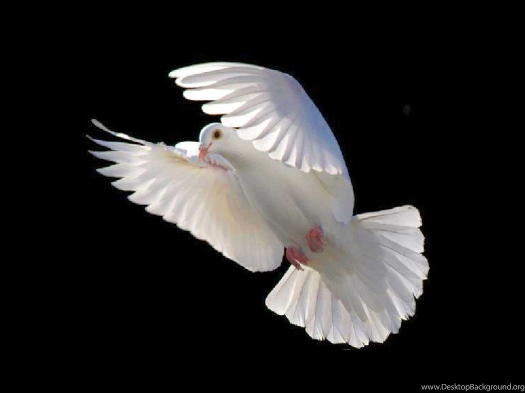 Flying Bird Wallpapers