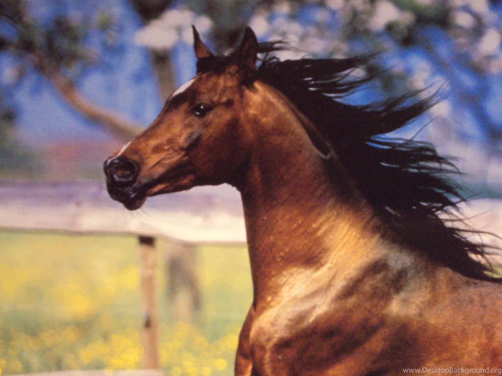 Horses: Arabian Silhouette Horses Animals Horse Background Images ...