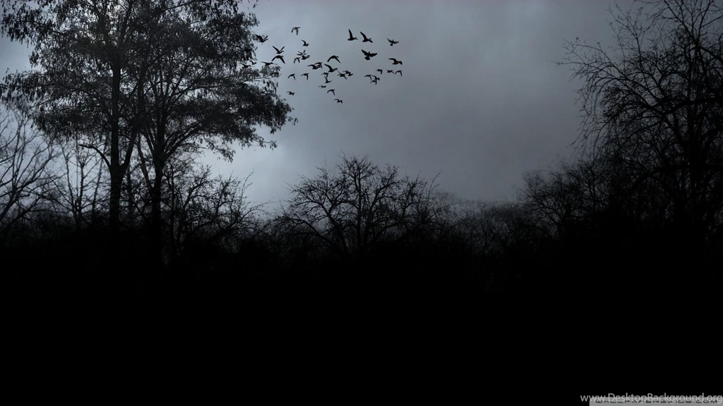 Download Bird Flying To Home Wallpapers 1920x1080